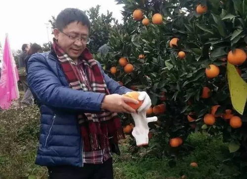 登三峽之巔，詠大美奉節(jié) 一場臍橙飄香的山水詩畫之旅