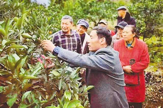 奉節(jié)臍橙的“三贏”新格局 從“根號二”到無限可能