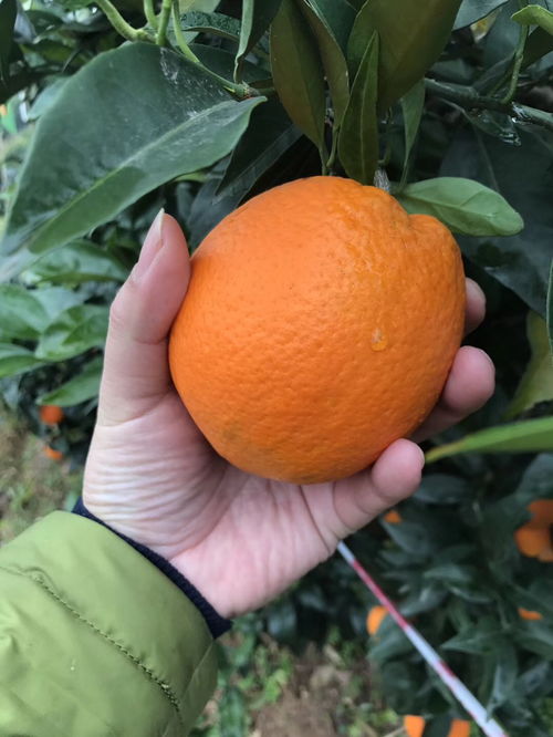 奉節(jié)臍橙喜迎豐收季 30萬噸優(yōu)質(zhì)果品多渠道熱銷