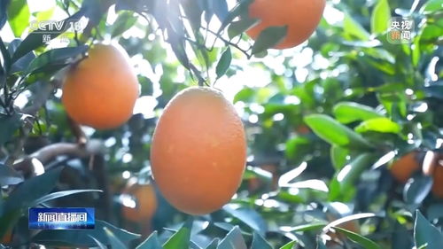 日均銷售約6000噸，奉節(jié)的春天是臍橙味的